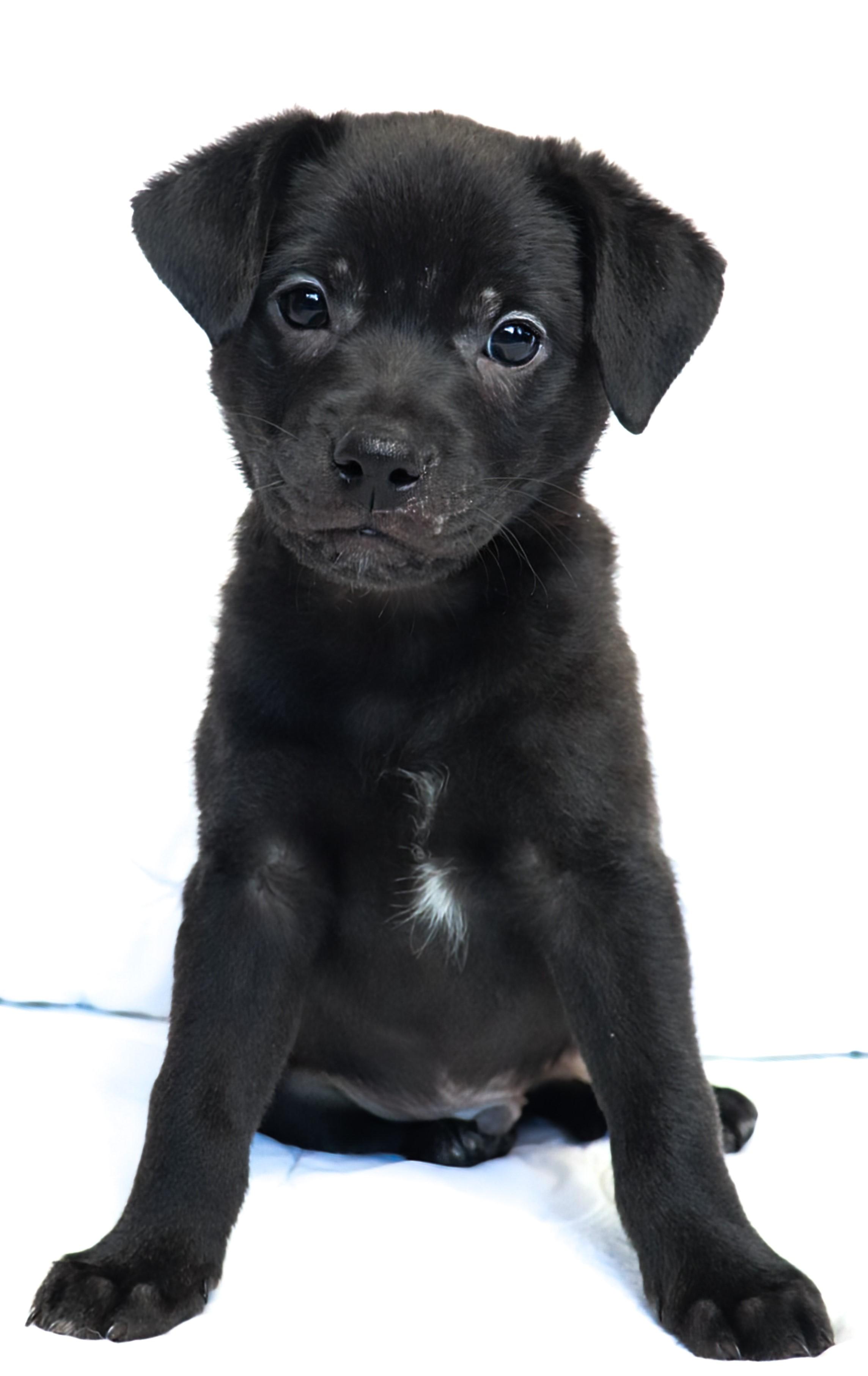 Enlarge Mahli (Choctaw), a ADOPTABLE mixed breed in Saint Paul, MN image 1/6