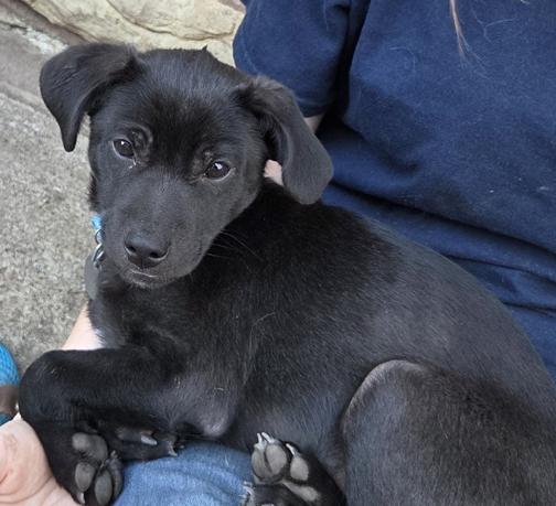 Mahli (Choctaw for wind), ADOPTABLE, Puppy Male Black Labrador Retriever & Chihuahua.