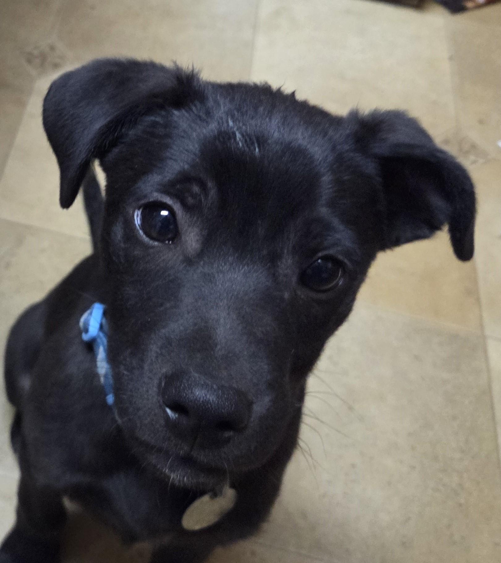Enlarge Mahli (Choctaw for wind), a ADOPTABLE mixed breed in Saint Paul, MN image 5/6