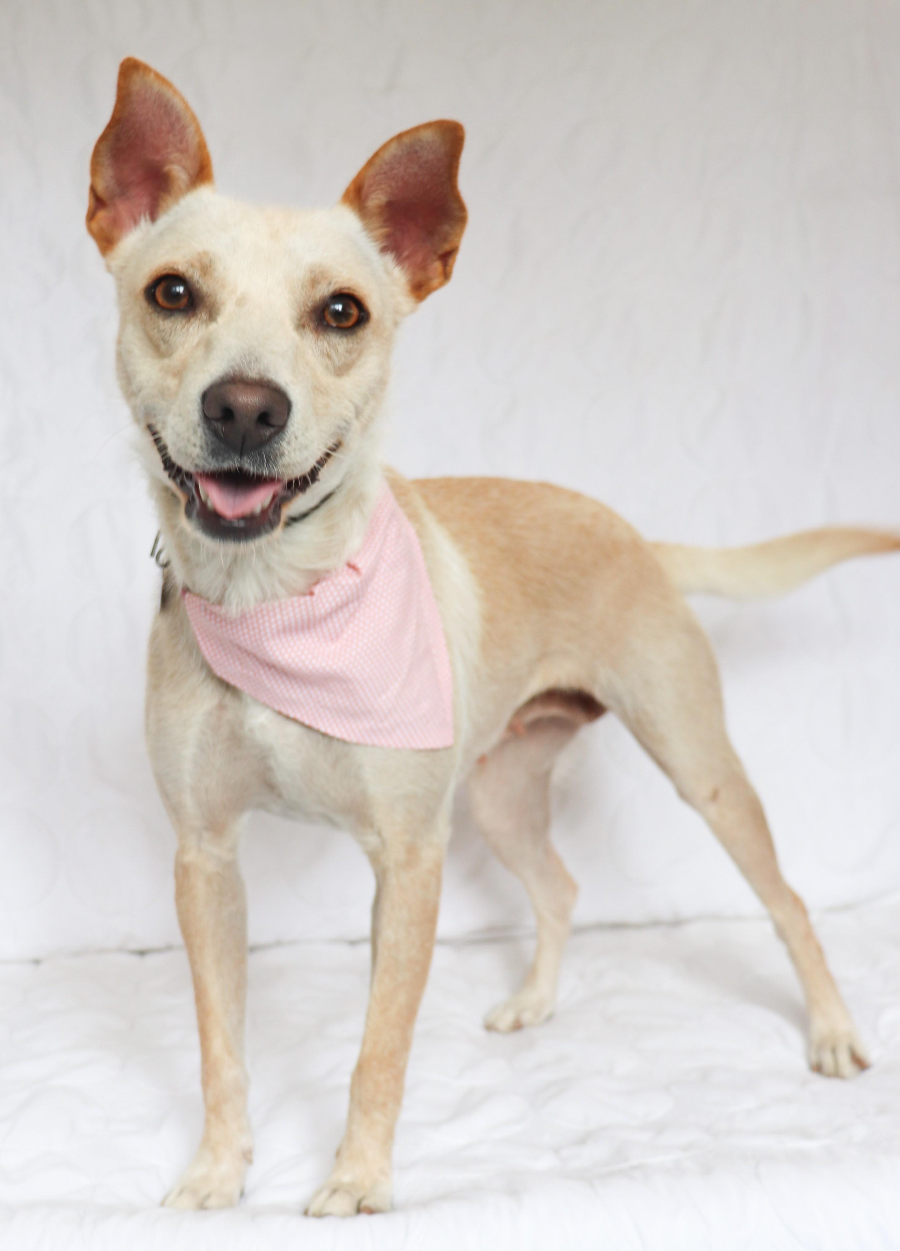 Enlarge Mahli (Choctaw for wind), a ADOPTABLE mixed breed in Saint Paul, MN image 3/6