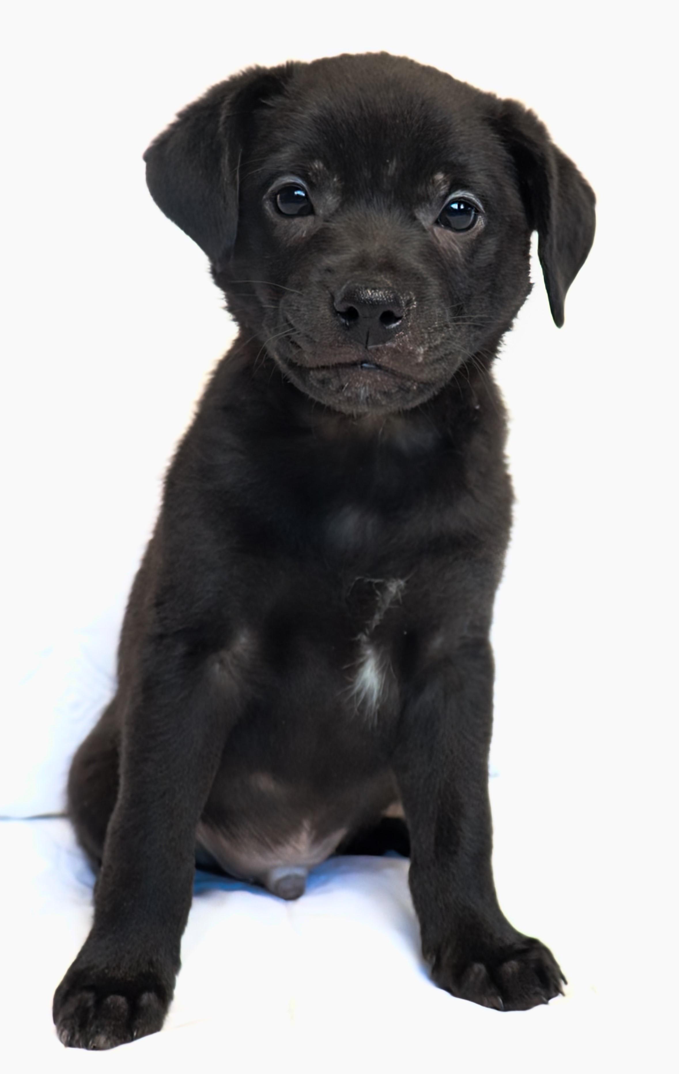 Enlarge Mahli (Choctaw), a ADOPTABLE mixed breed in Saint Paul, MN image 2/6