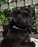 Enlarge Mahli (Choctaw for wind), a ADOPTABLE mixed breed in Saint Paul, MN image 6/6