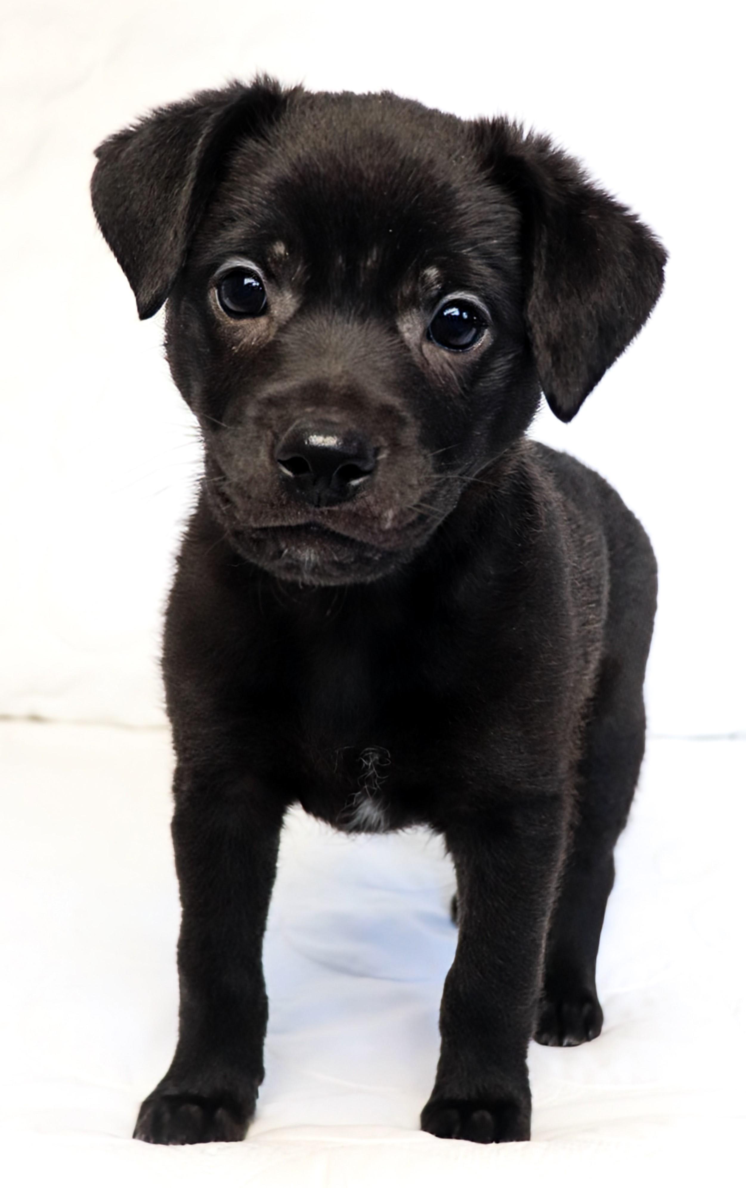 Enlarge Mahli (Choctaw), a ADOPTABLE mixed breed in Saint Paul, MN image 3/6