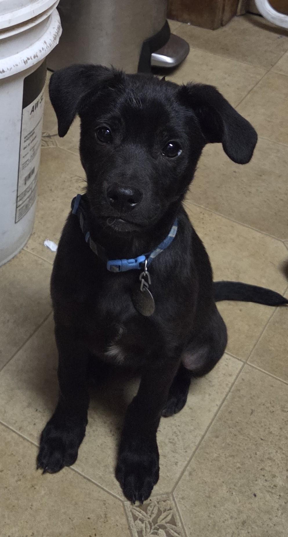 Enlarge Mahli (Choctaw for wind), a ADOPTABLE mixed breed in Saint Paul, MN image 2/6