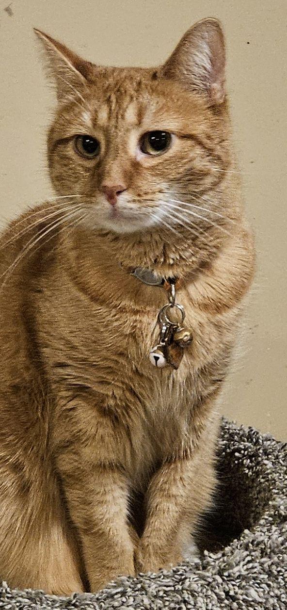 Enlarge Ginger, a ADOPTABLE mixed breed in Lenhartsville, PA image 2/2