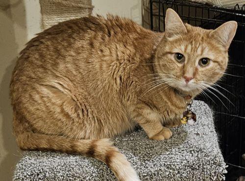 Enlarge Ginger, a ADOPTABLE mixed breed in Lenhartsville, PA image 1/2