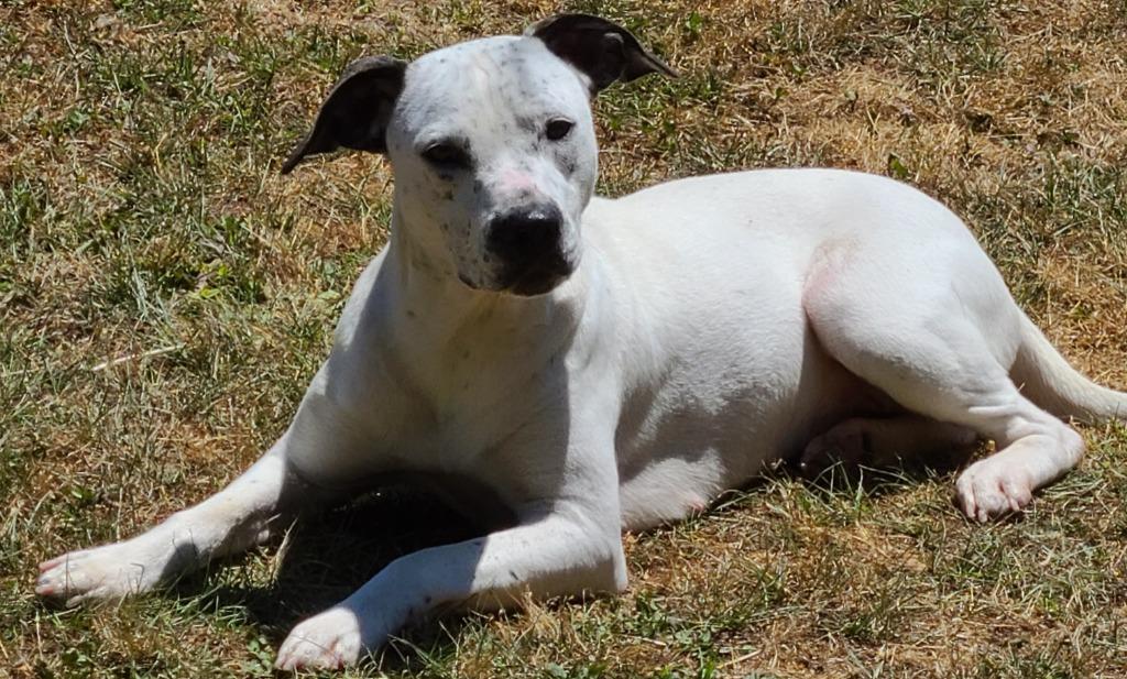 Enlarge Marla, a Adoptable Labrador Retriever in Swainsboro, GA image 1/3
