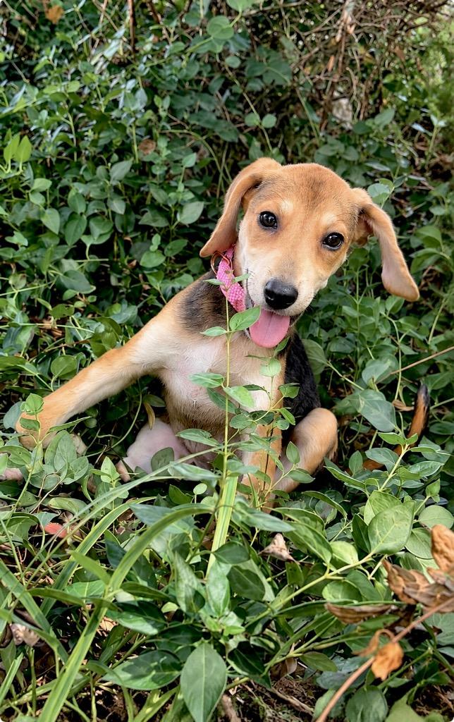 Enlarge Boo, a Adoptable mixed breed in Princeton, MA image 1/4