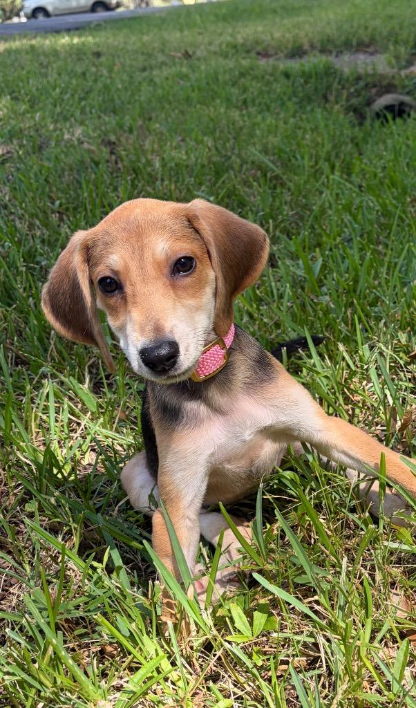Enlarge Boo, a Adoptable mixed breed in Princeton, MA image 3/4