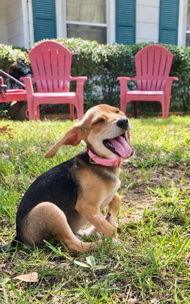 Enlarge Boo, a Adoptable mixed breed in Princeton, MA image 4/4