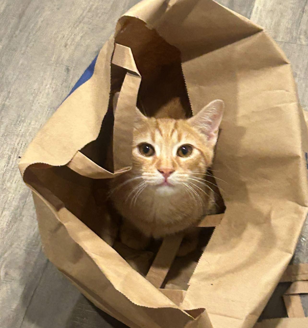 Enlarge Sherbet, a Adoptable Domestic Short Hair in Fort Oglethorpe, GA image 2/3