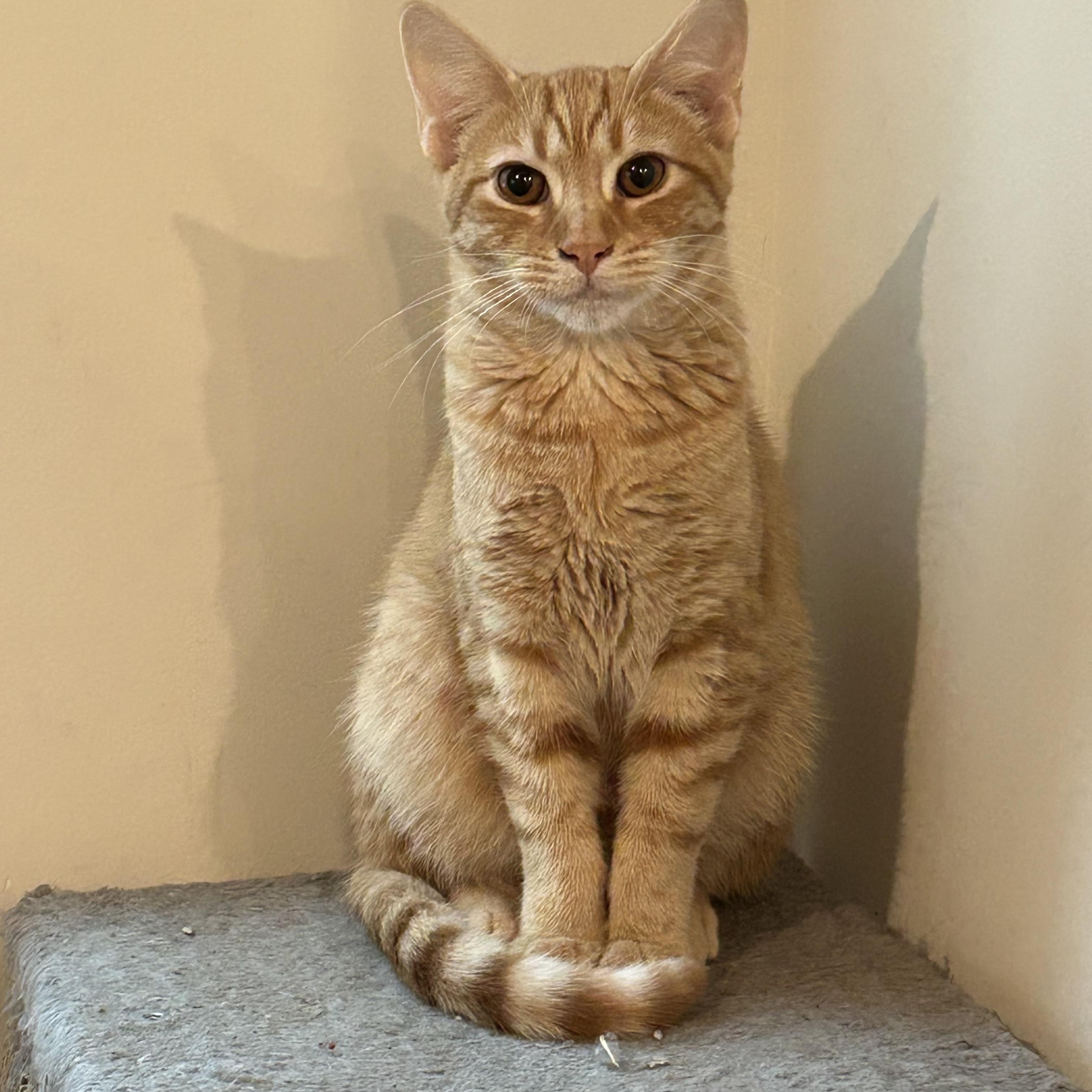 Sherbet, Adoptable, Kitten Male Domestic Short Hair.