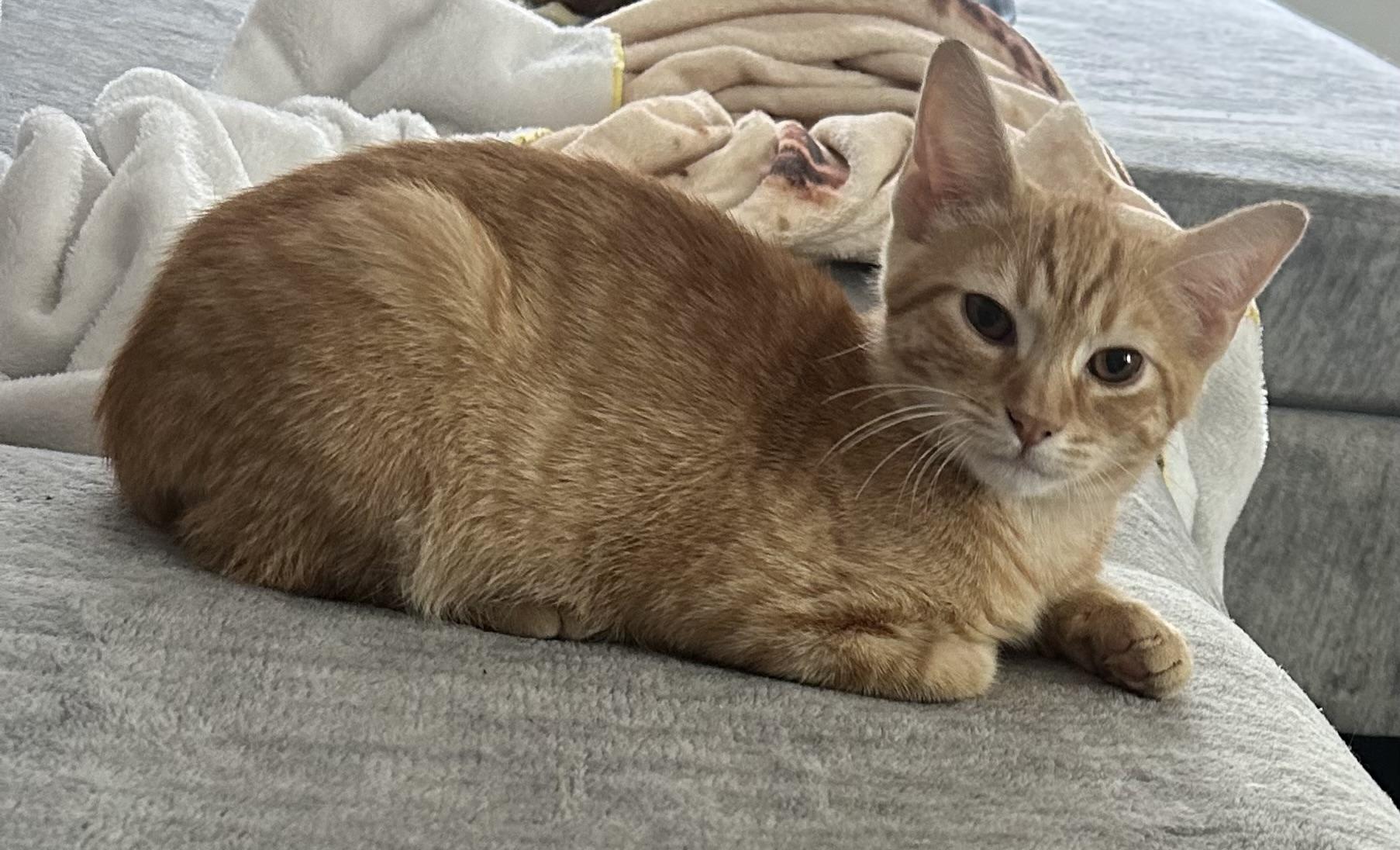 Enlarge Sherbet, a Adoptable Domestic Short Hair in Fort Oglethorpe, GA image 3/3