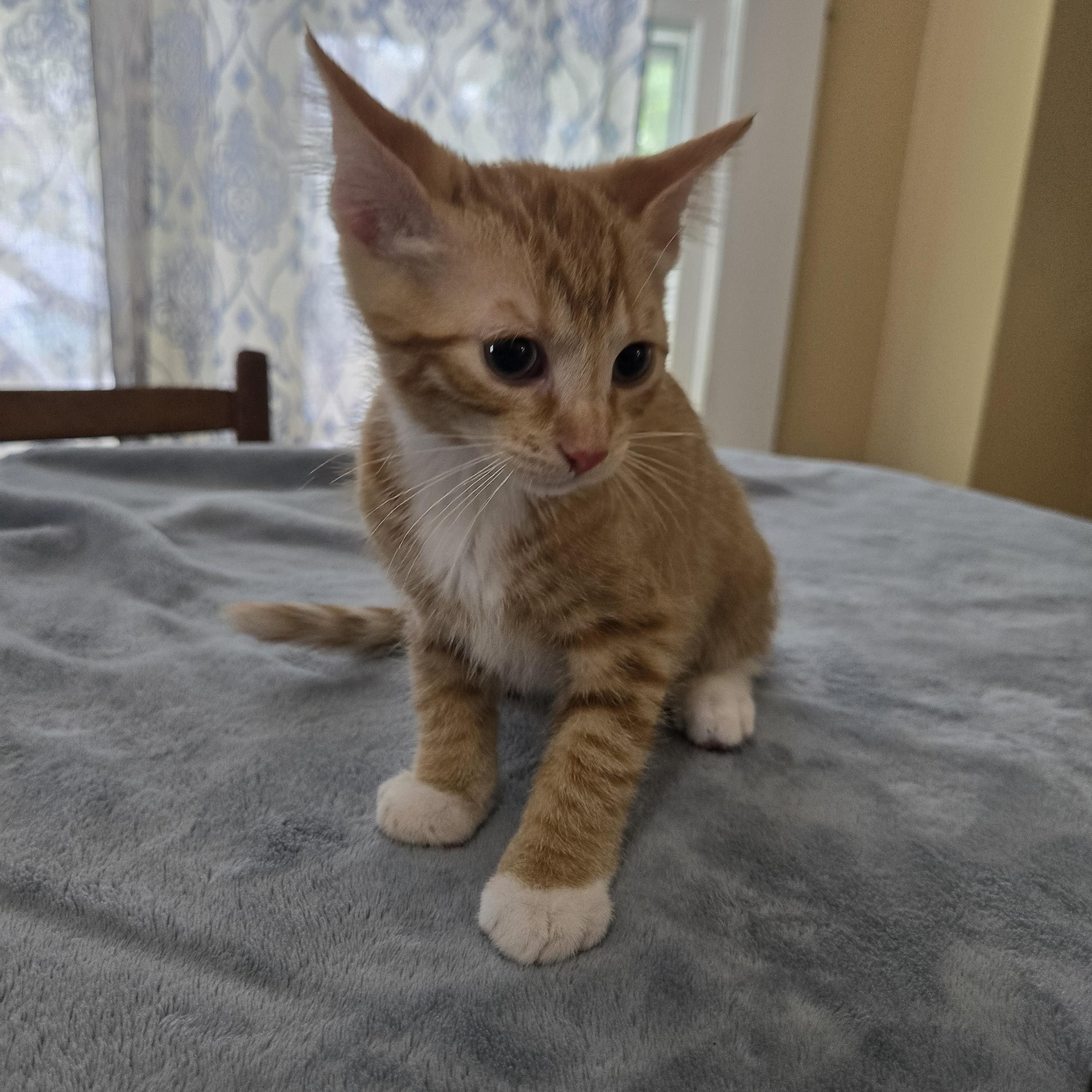 Enlarge Hazard, a Adoptable Domestic Short Hair in Sedalia, MO image 2/5