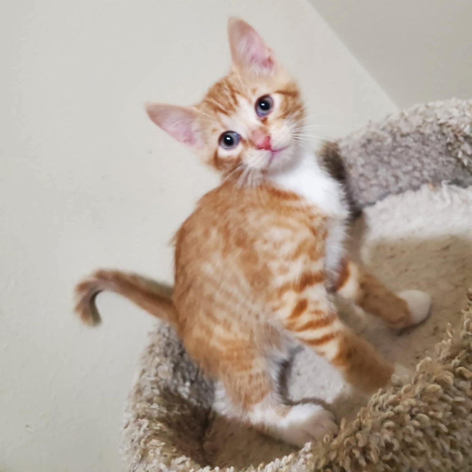 Hazard, Adoptable, Kitten Male Domestic Short Hair.