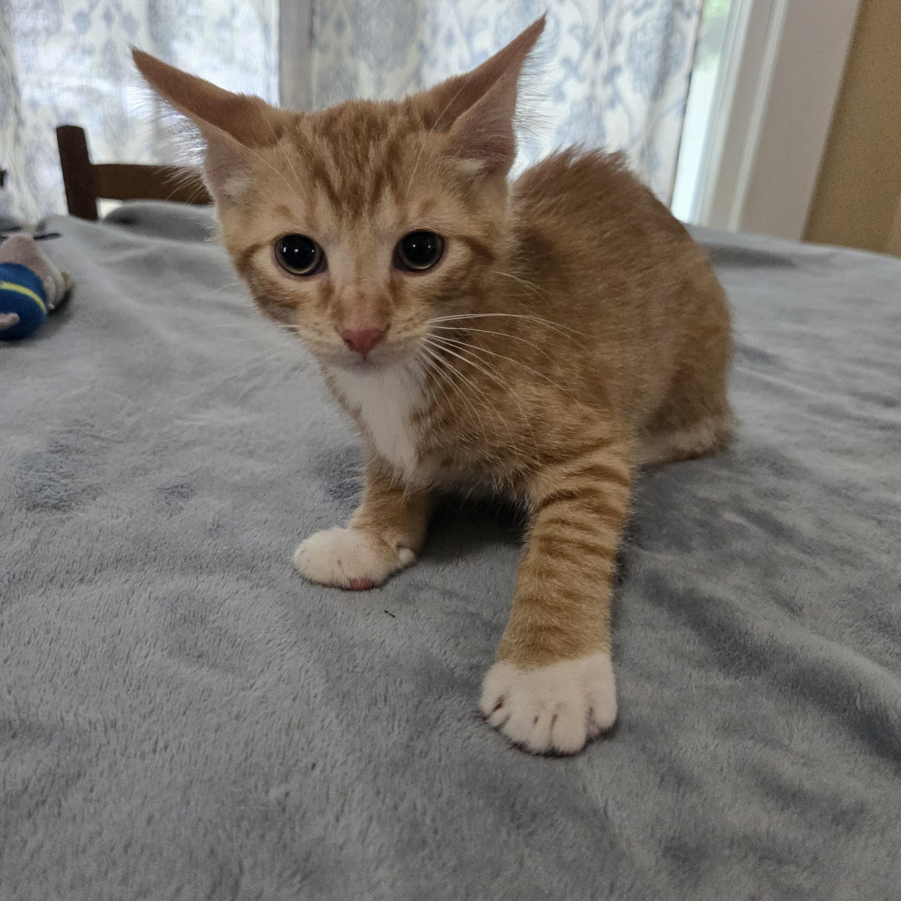 Enlarge Hazard, a Adoptable Domestic Short Hair in Sedalia, MO image 5/5