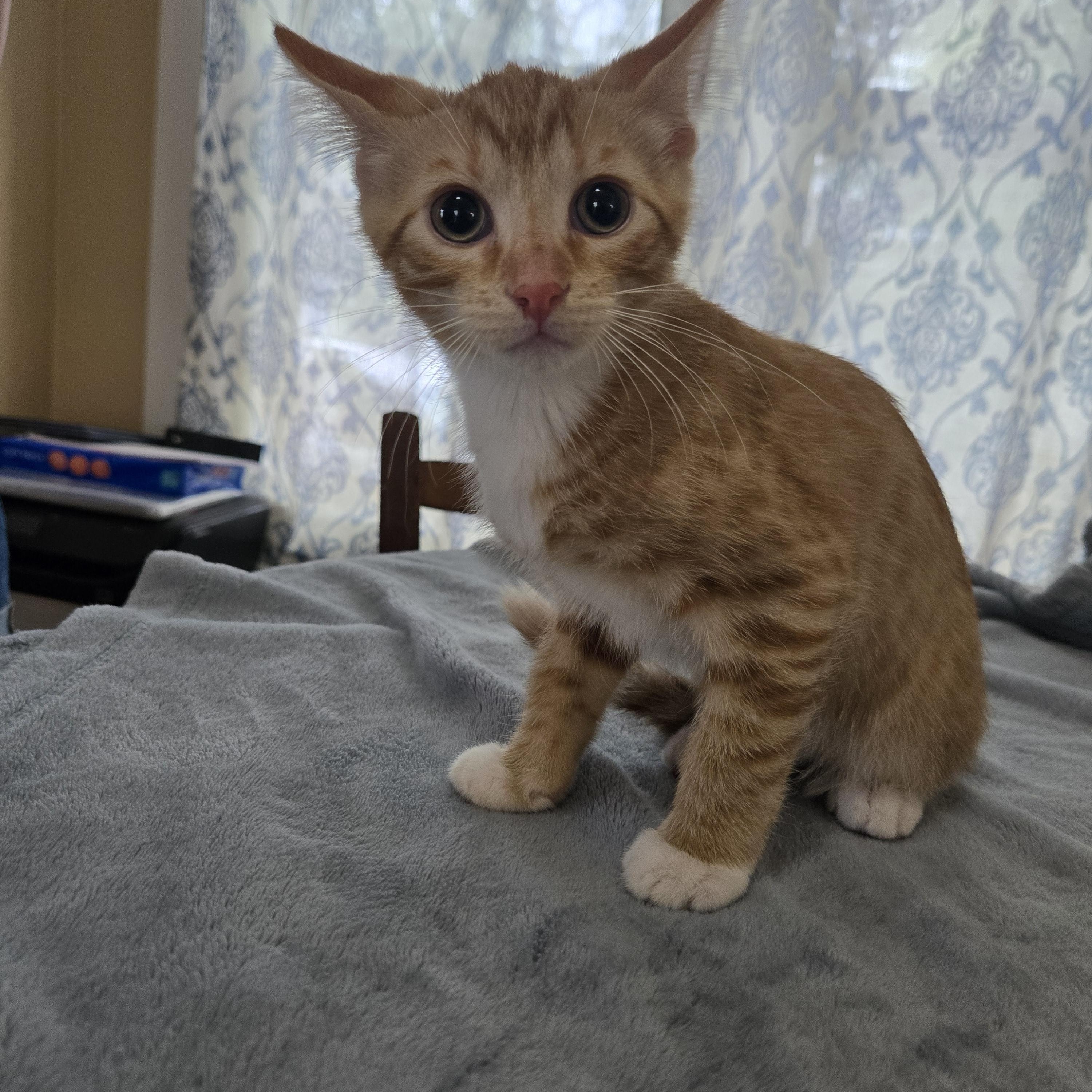 Enlarge Hazard, a Adoptable Domestic Short Hair in Sedalia, MO image 4/5