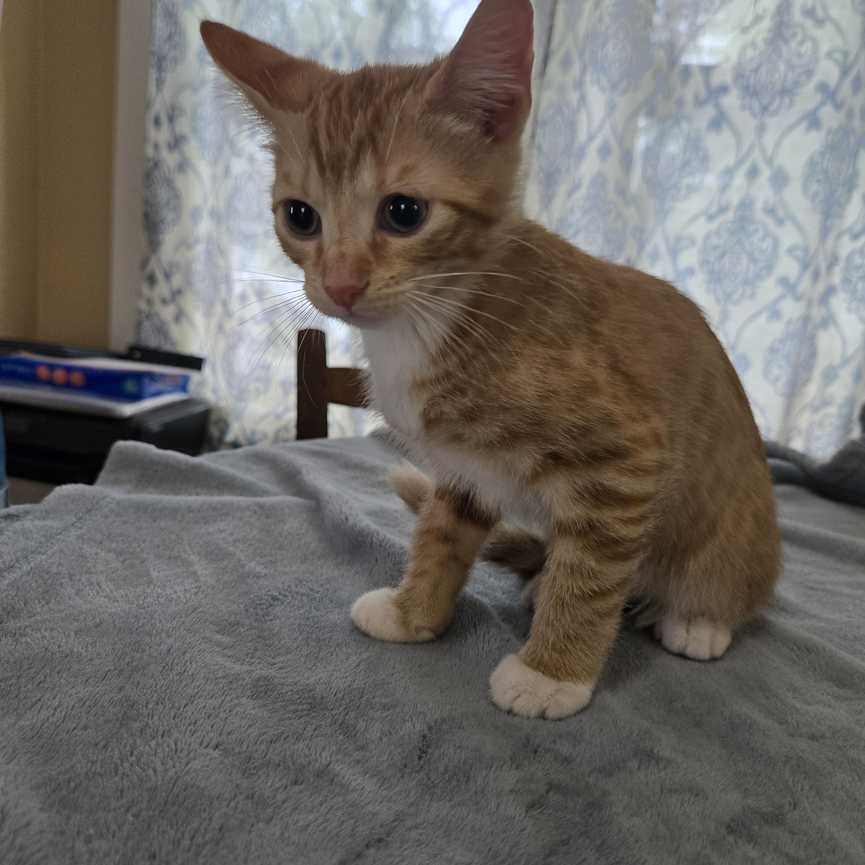 Enlarge Hazard, a Adoptable Domestic Short Hair in Sedalia, MO image 3/5