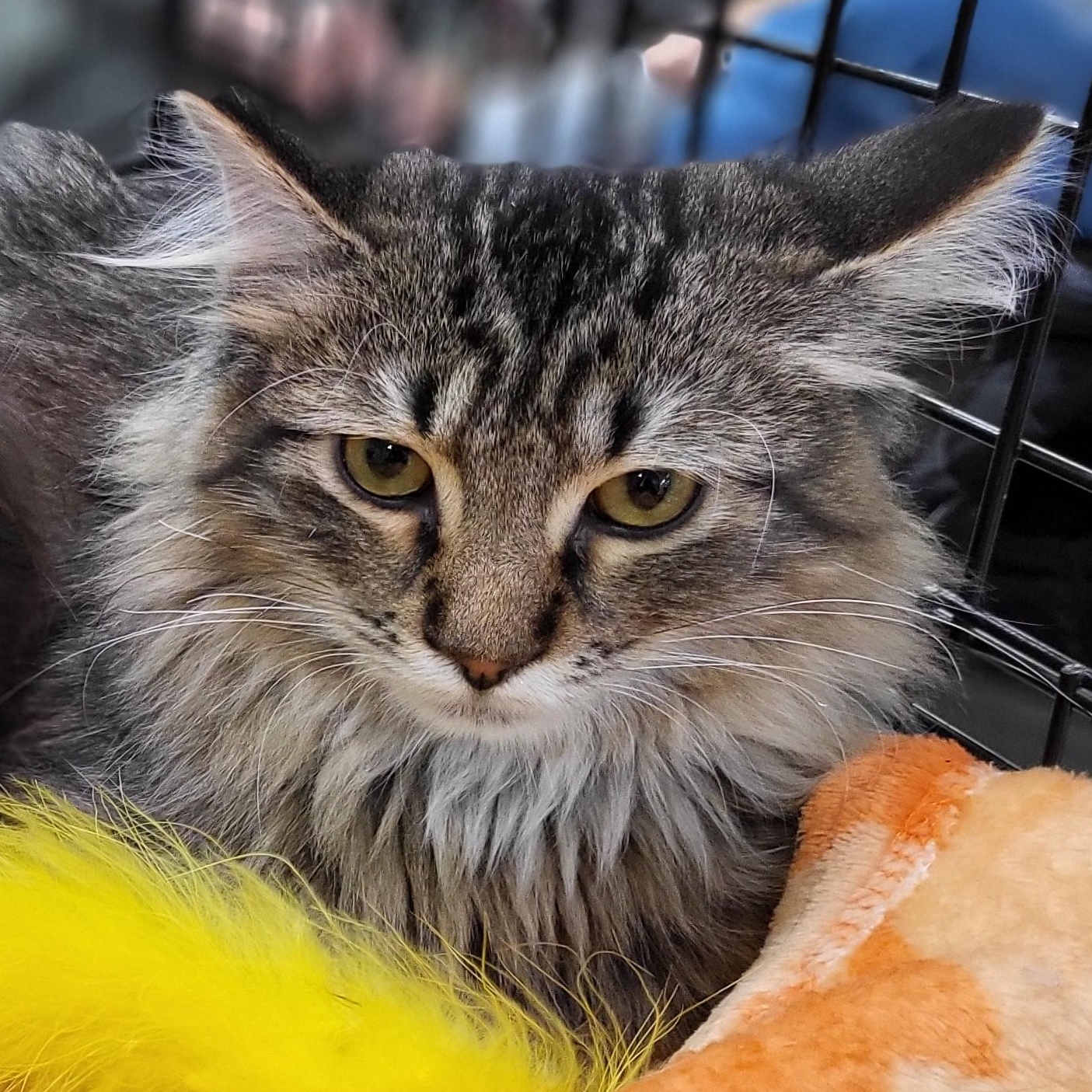 Enlarge Dozer, an adopted Domestic Medium Hair in Spring Lake Park, MN image 2/6