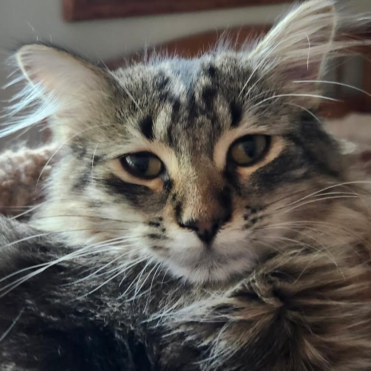 Enlarge Dozer, an adopted Domestic Medium Hair in Spring Lake Park, MN image 1/6