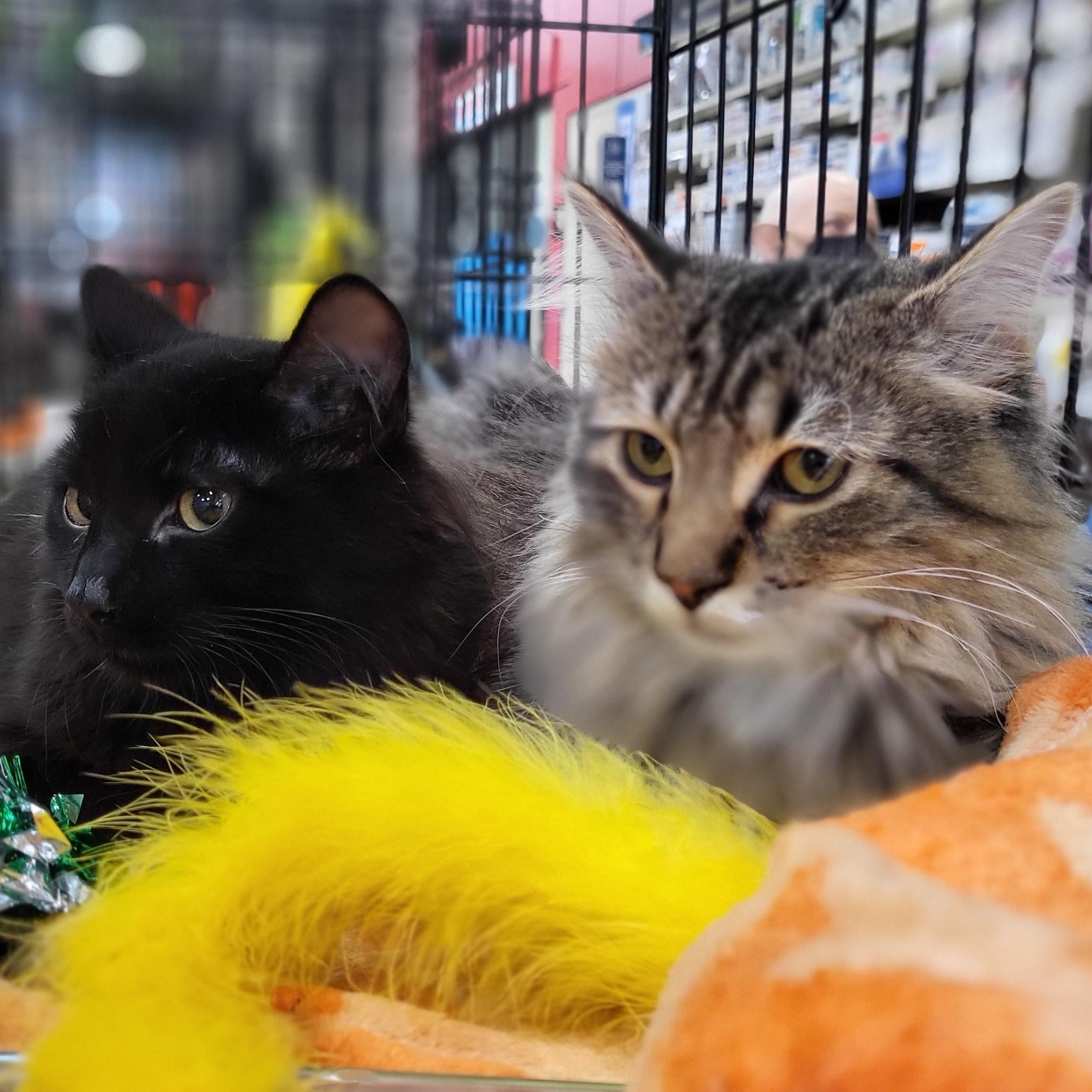 Enlarge Dozer, an adopted Domestic Medium Hair in Spring Lake Park, MN image 6/6