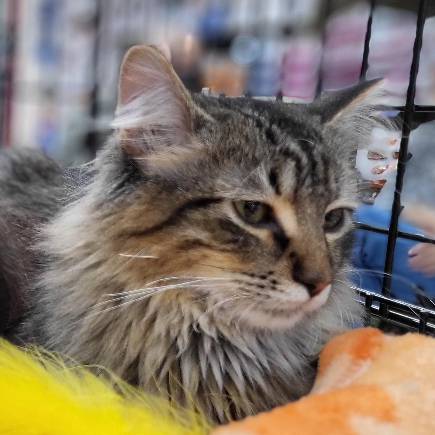 Enlarge Dozer, an adopted Domestic Medium Hair in Spring Lake Park, MN image 4/6