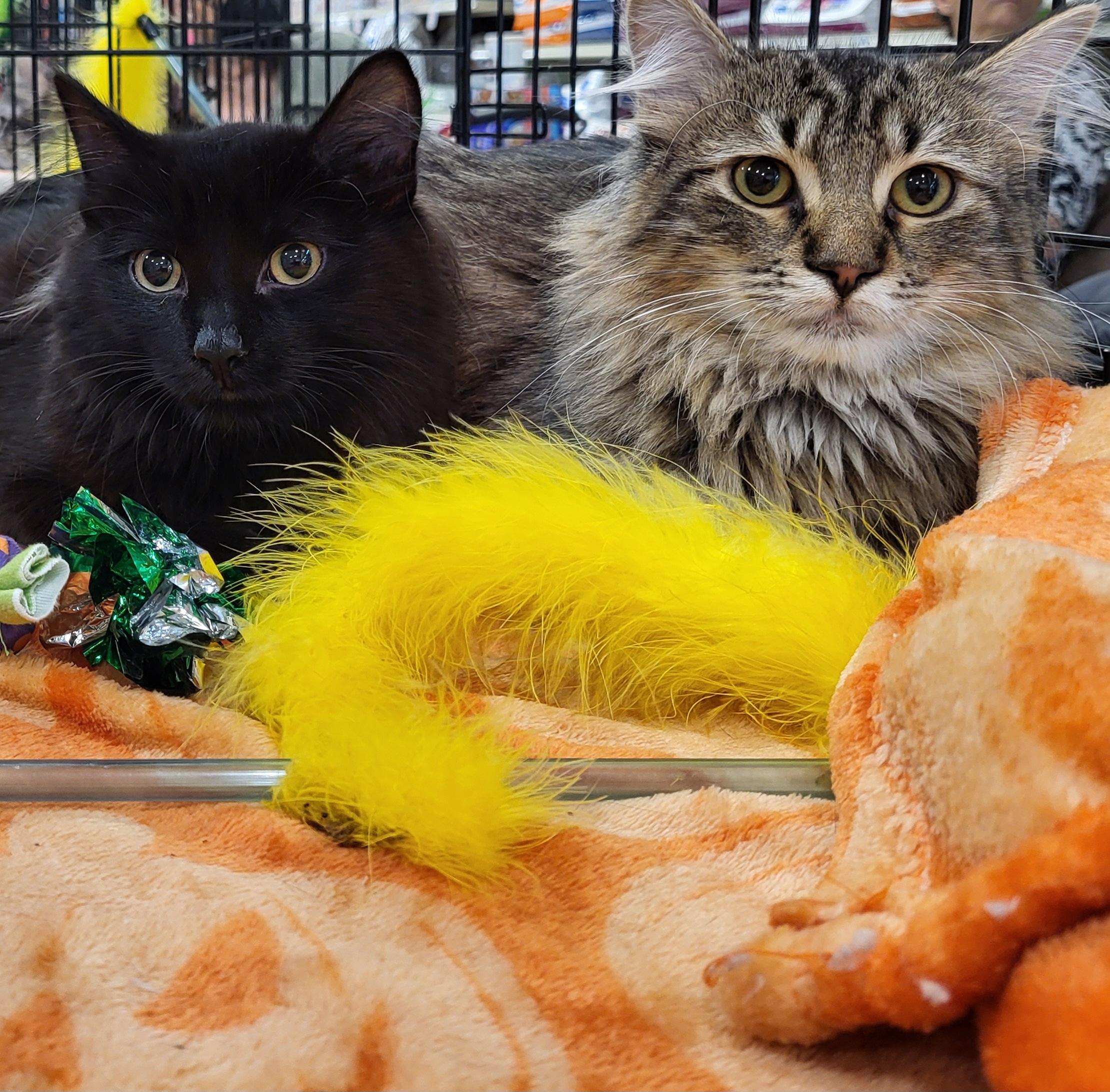 Enlarge Dozer, an adopted Domestic Medium Hair in Spring Lake Park, MN image 5/6