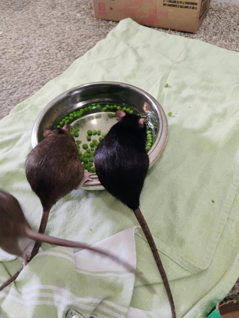 Socks / Josie / Harriet / Mosley / Josie, Adoptable, Baby Female Rat.