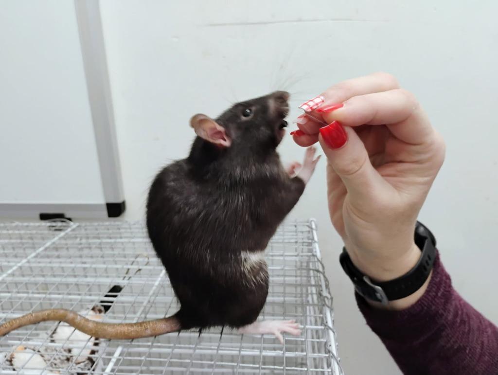 Enlarge Socks / Josie / Harriet / Mosley / Josie, a Adoptable Rat in Eagle Mountain, UT image 3/5