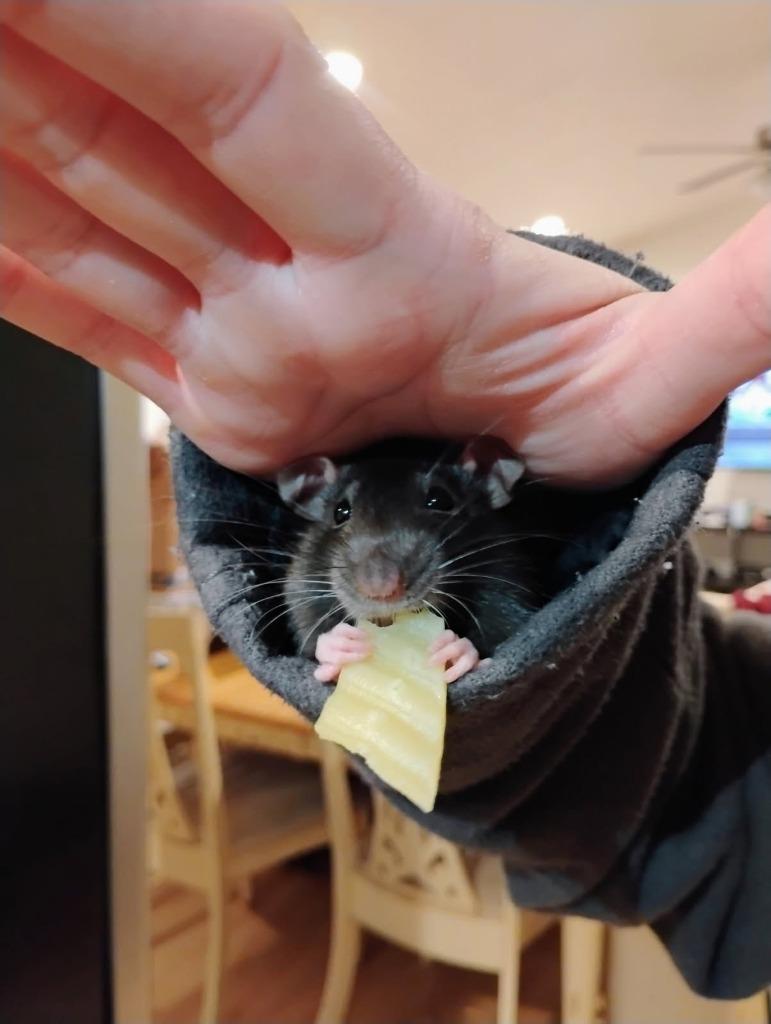 Enlarge Socks / Josie / Harriet / Mosley / Josie, a Adoptable Rat in Eagle Mountain, UT image 4/5