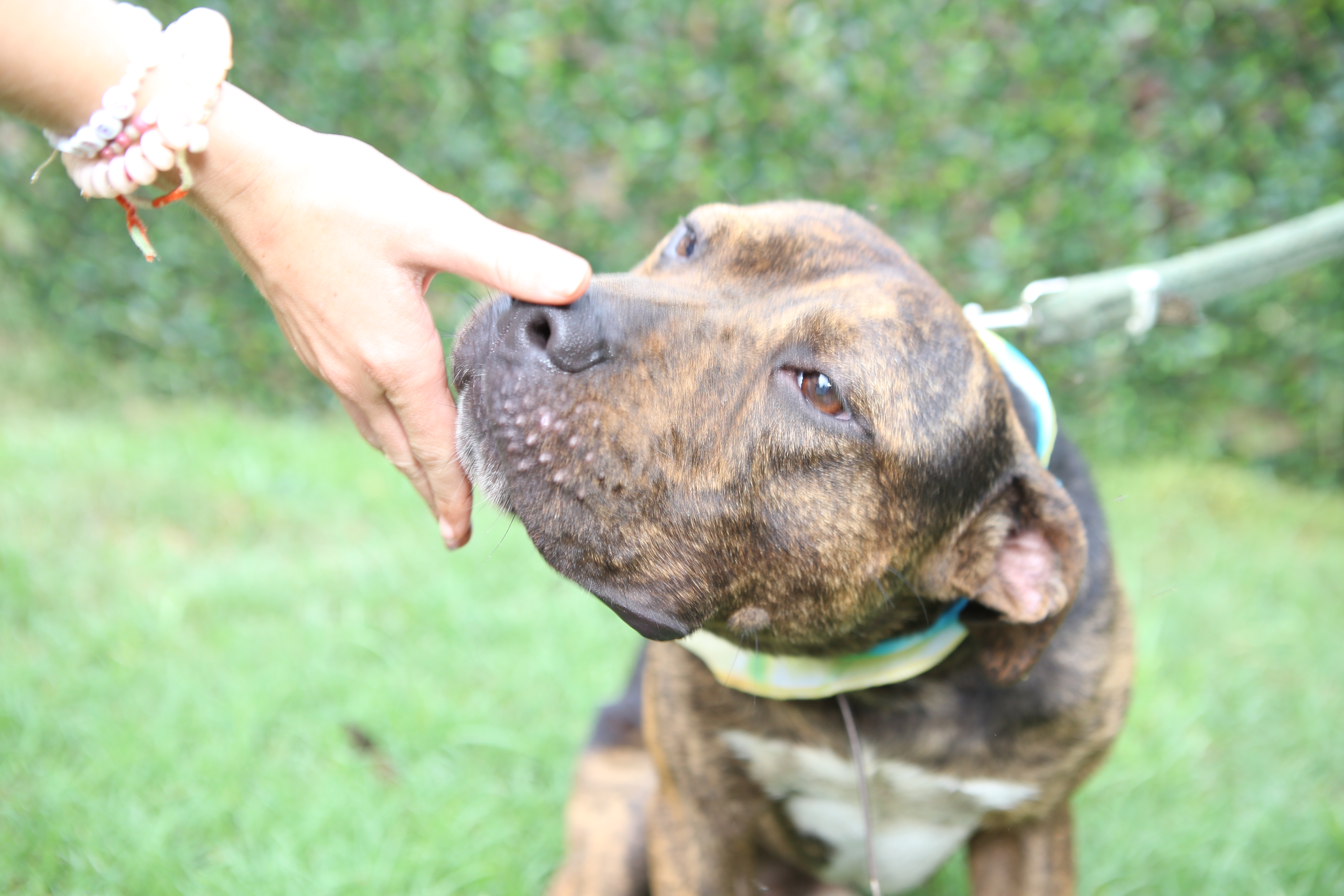 Brooks, a Adoptable mixed breed in Elloree, SC image 4/5