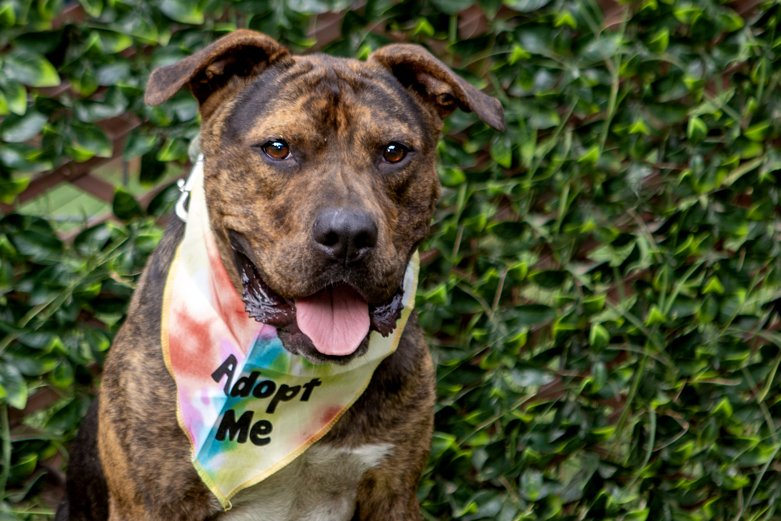 Brooks, a Adoptable mixed breed in Elloree, SC image 5/5