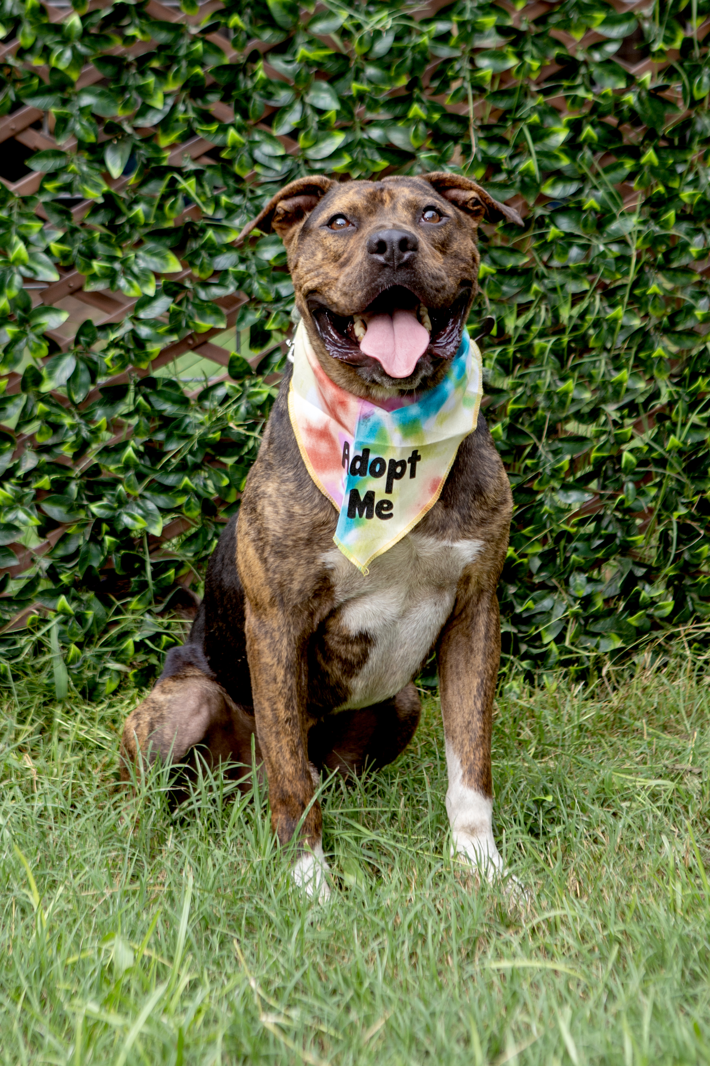 Brooks, Adult Male American Staffordshire Terrier