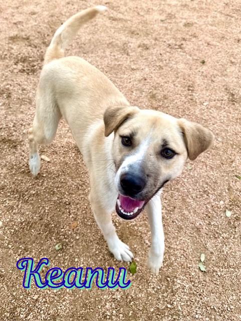 Keanu, adopted, Young Male German Shepherd Dog.