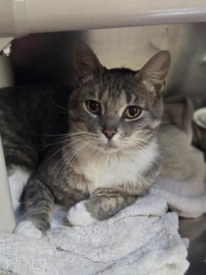 Chet, Adoptable, Adult Male Domestic Short Hair & Domestic Short Hair.