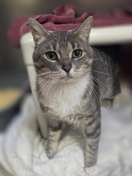 Enlarge Chet, a Adoptable mixed breed in Westland, MI image 2/3