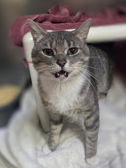 Enlarge Chet, a Adoptable mixed breed in Westland, MI image 3/3