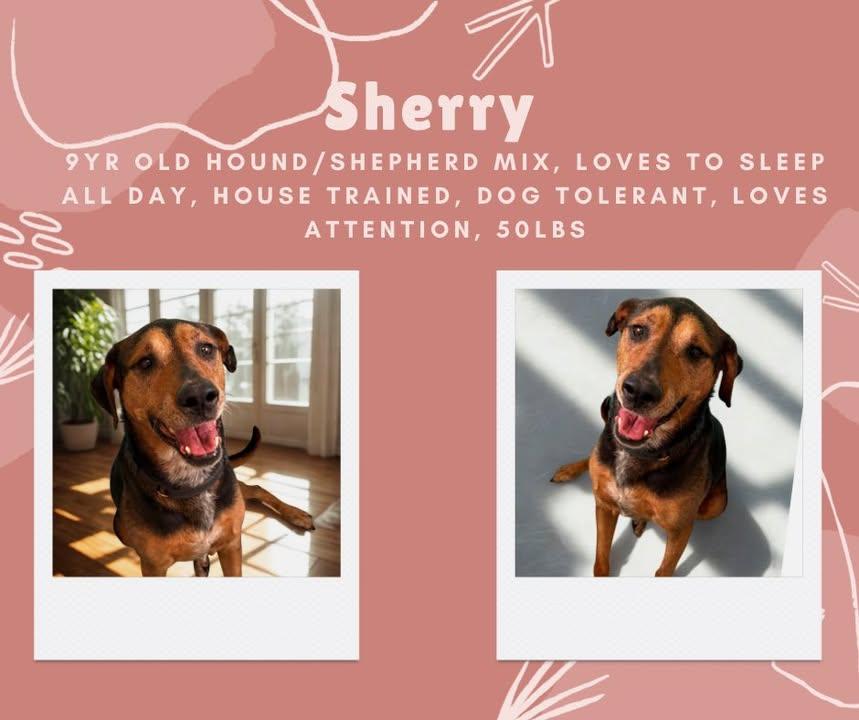 Sherry, Adopted, Adult Female Shepherd.