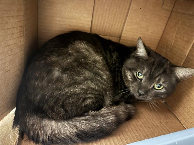 SMOKEY, Adoptable, Young Male Domestic Short Hair.