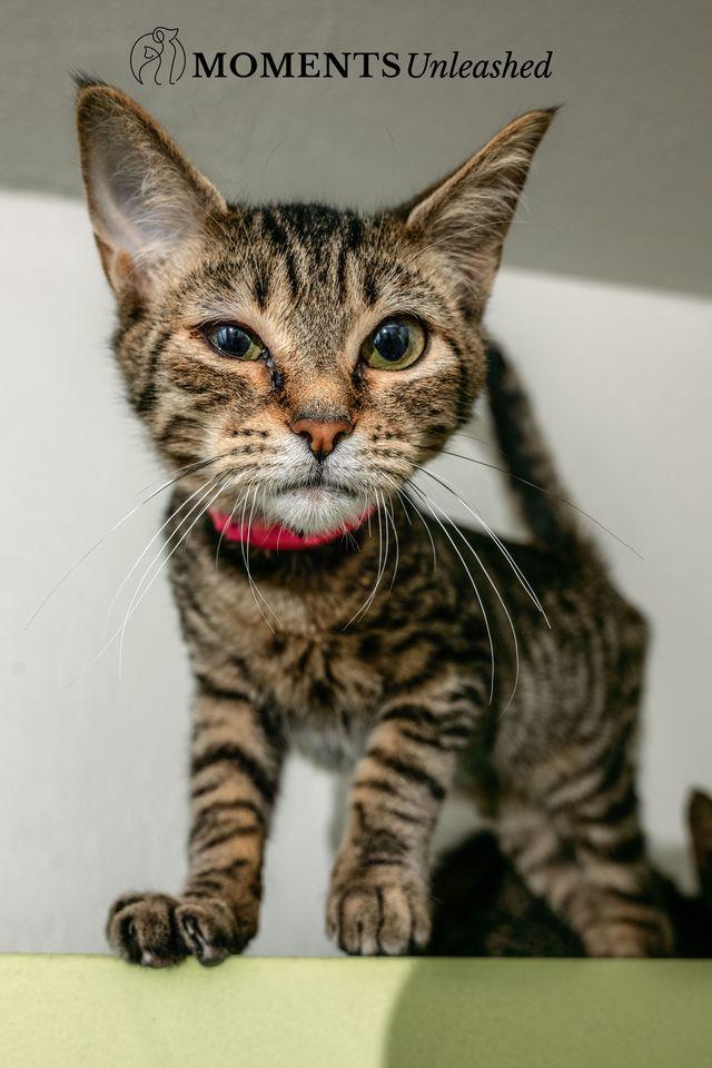 Enlarge Beth, a Adoptable Domestic Short Hair in Myakka City, FL image 2/4