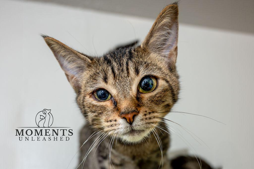 Beth, Adoptable, Kitten Female Domestic Short Hair.