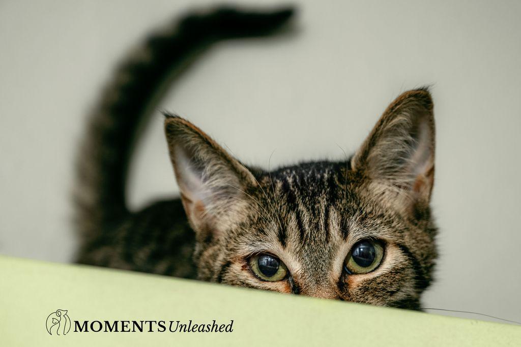 Enlarge Beth, a Adoptable Domestic Short Hair in Myakka City, FL image 3/4