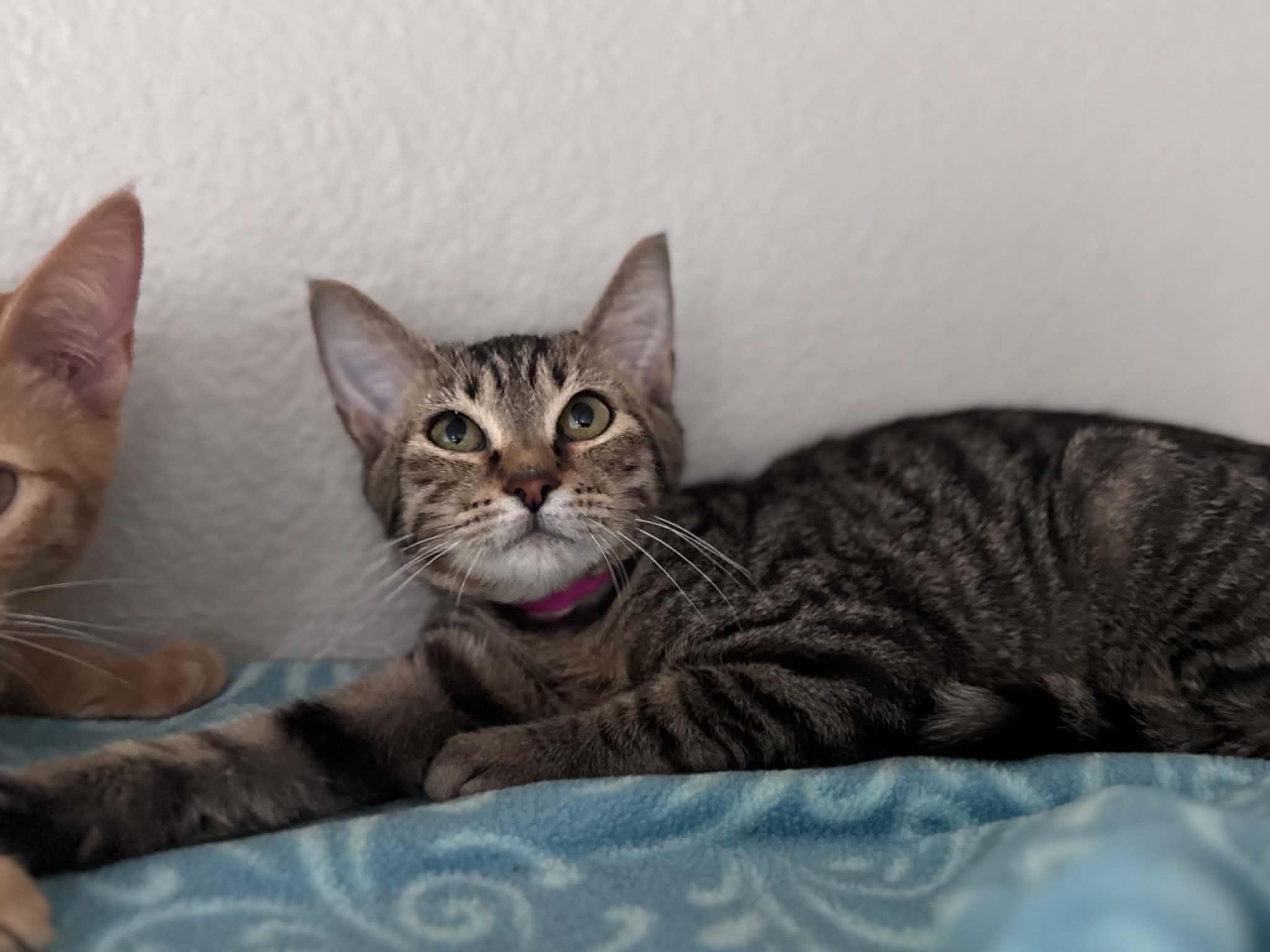 Enlarge Beth, a Adoptable Domestic Short Hair in Myakka City, FL image 4/4