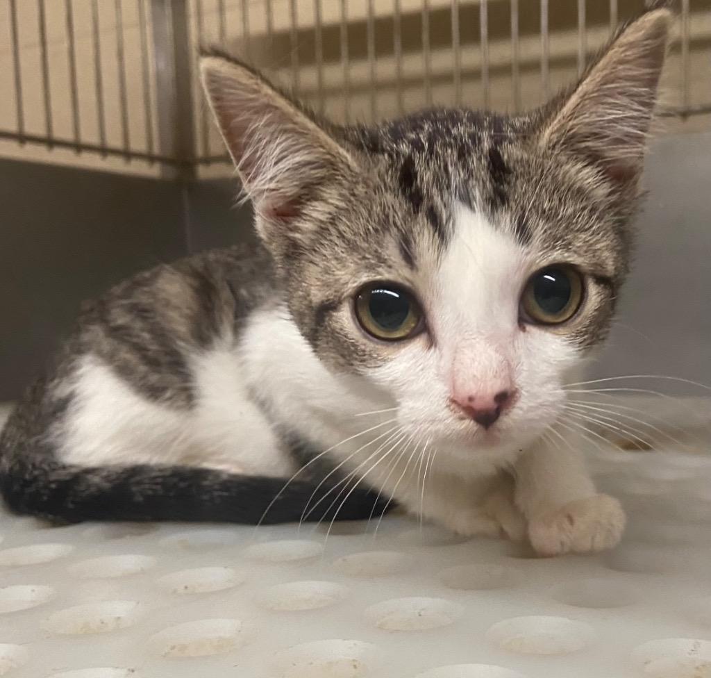 Pursephone, Adopted, Adult Female Domestic Short Hair.