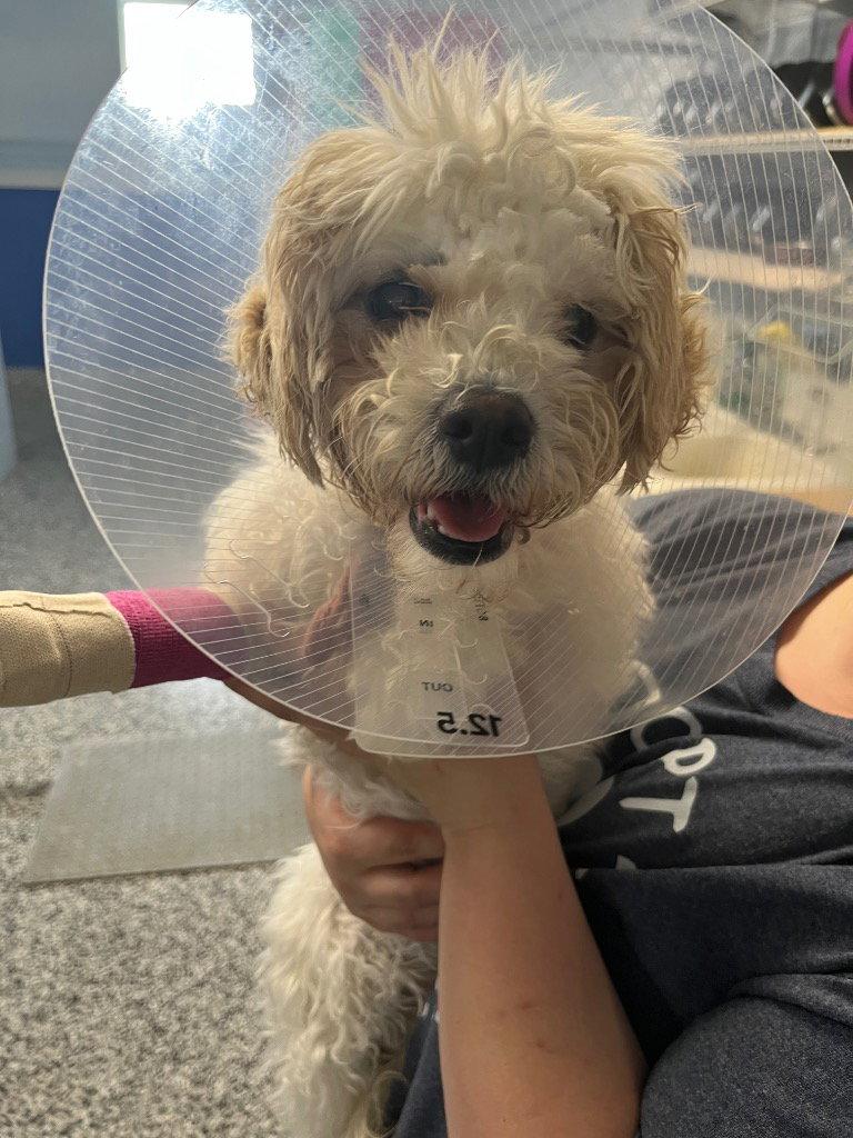 Kira, Adopted, Puppy Female Shih Tzu & Yorkshire Terrier.