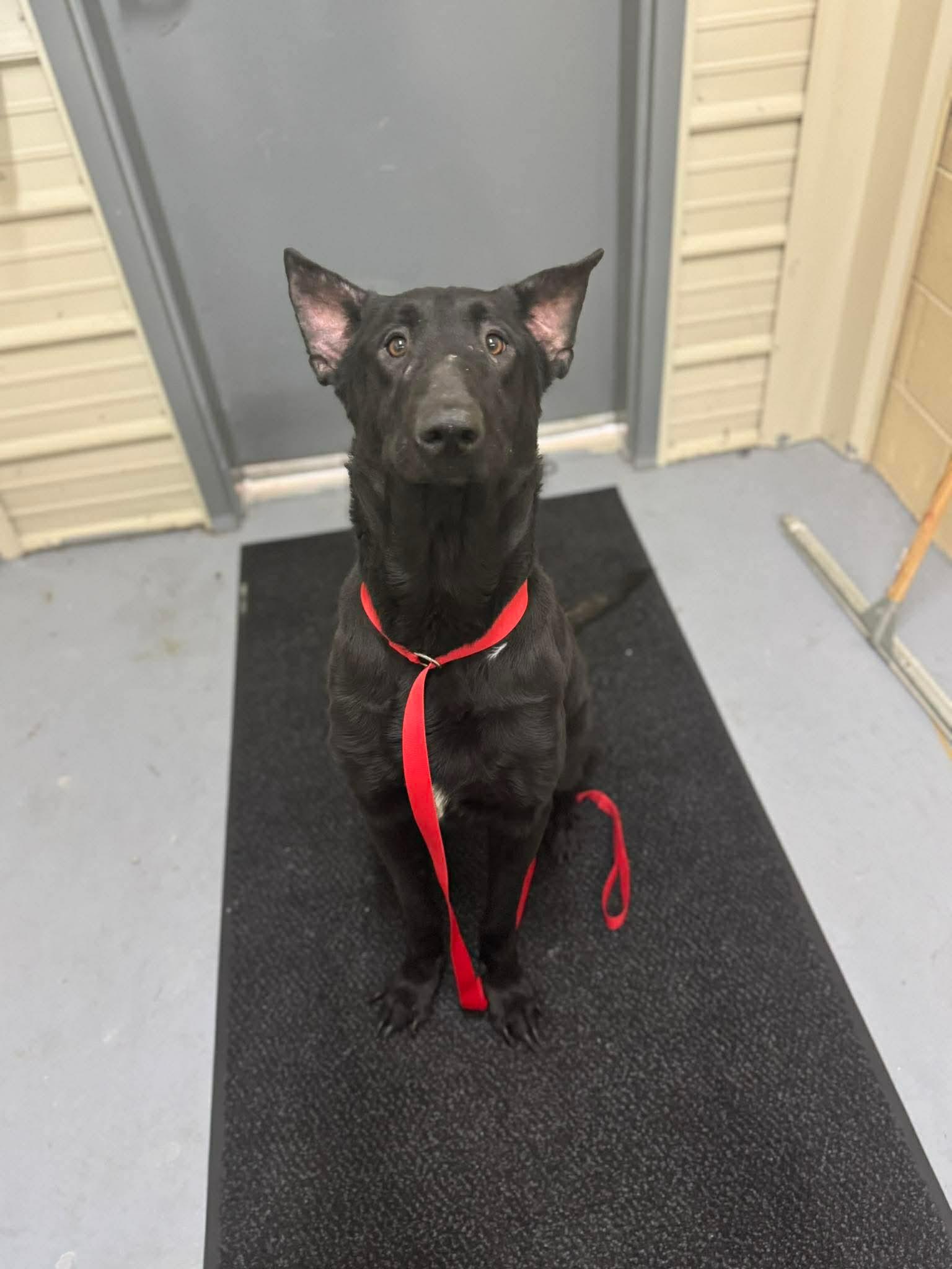 Davon , a ADOPTABLE Belgian Shepherd / Malinois in Lancaster, KY image 3/4