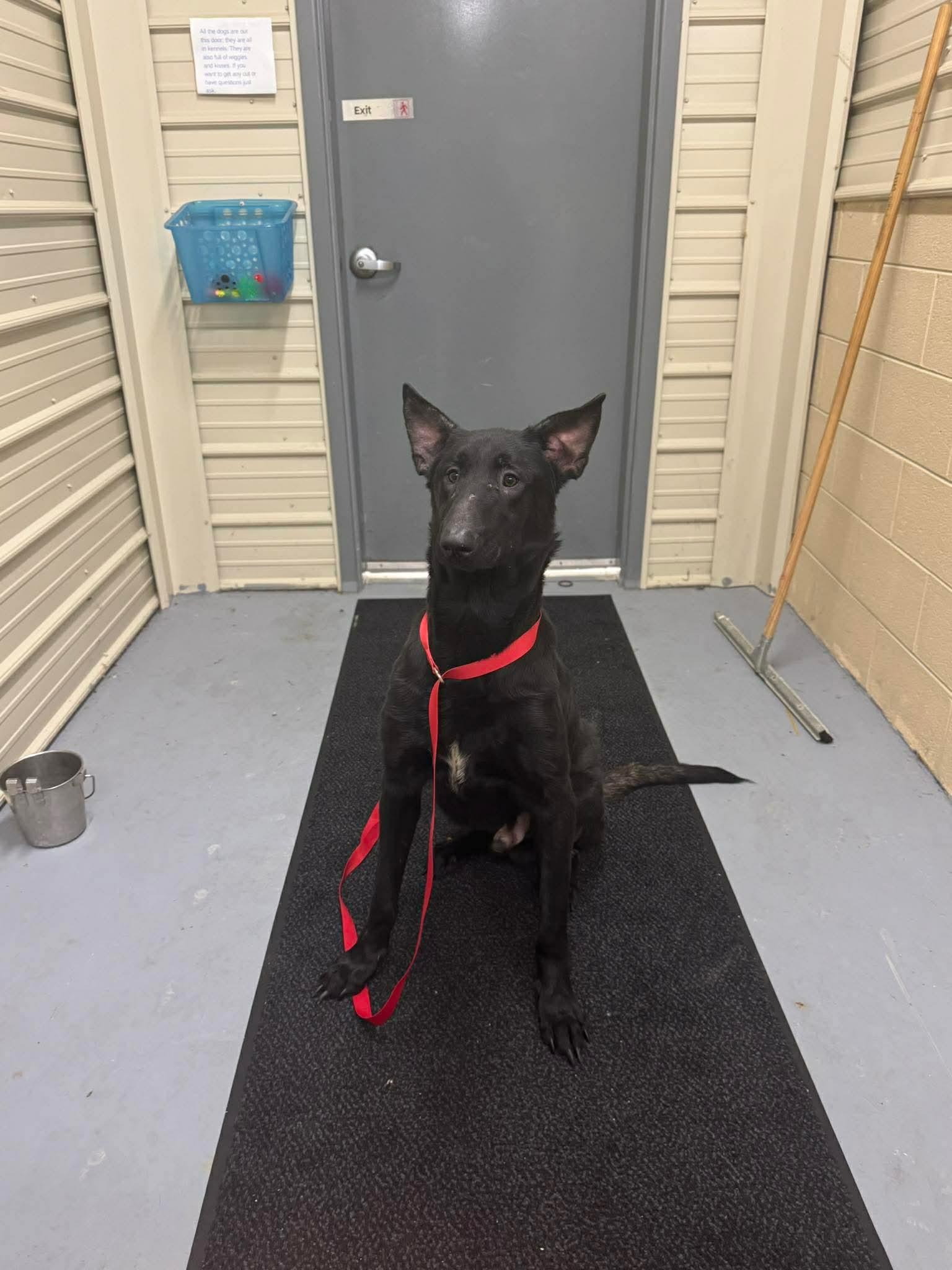 Davon , a ADOPTABLE Belgian Shepherd / Malinois in Lancaster, KY image 4/4