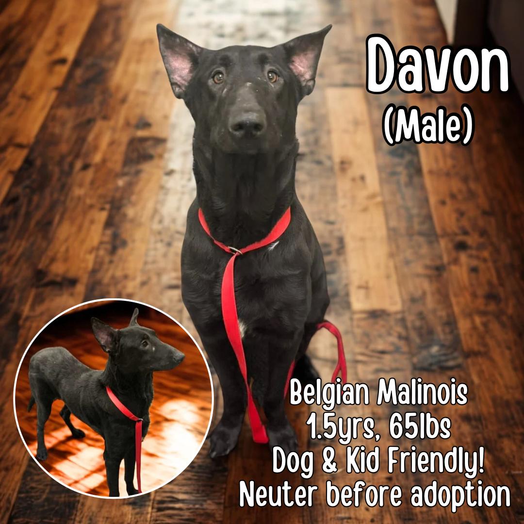 Davon , ADOPTABLE, Young Male Belgian Shepherd / Malinois.