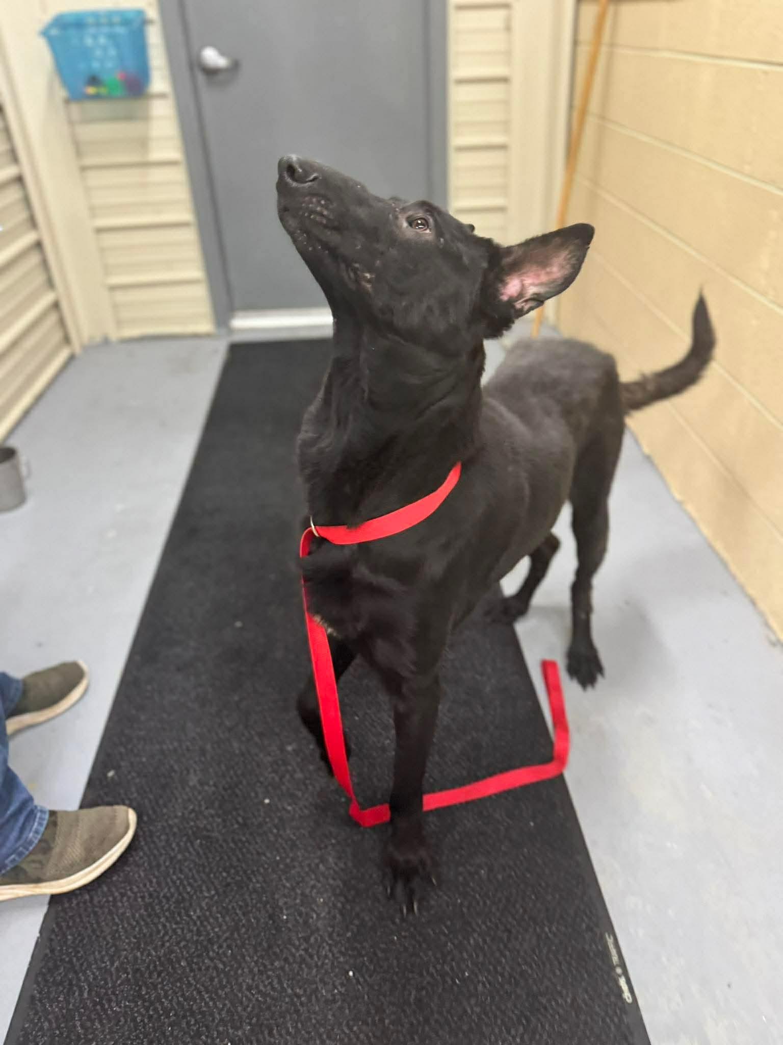 Davon , a ADOPTABLE Belgian Shepherd / Malinois in Lancaster, KY image 2/4