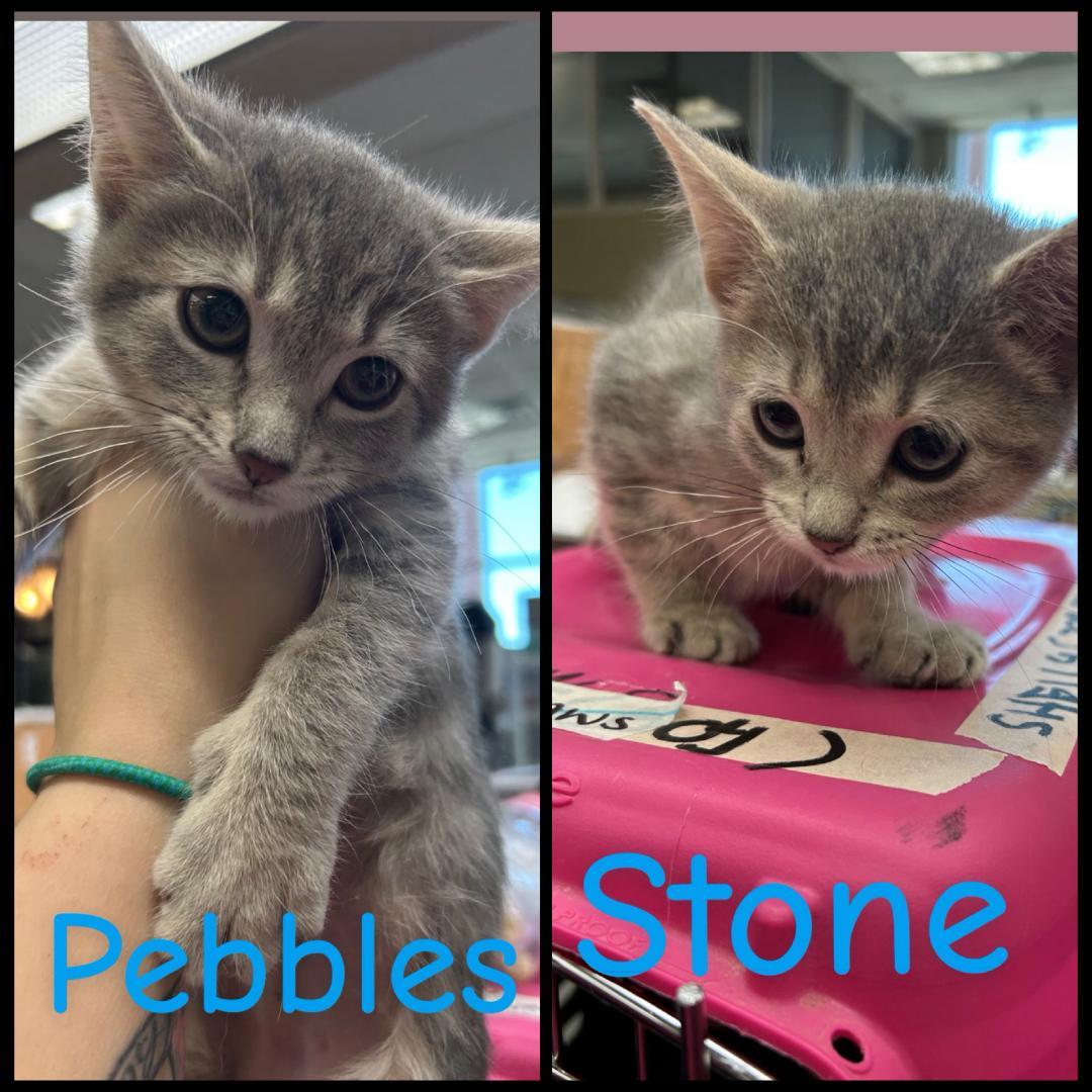 Stone and Pebbles, adopted, Kitten Male Domestic Short Hair.
